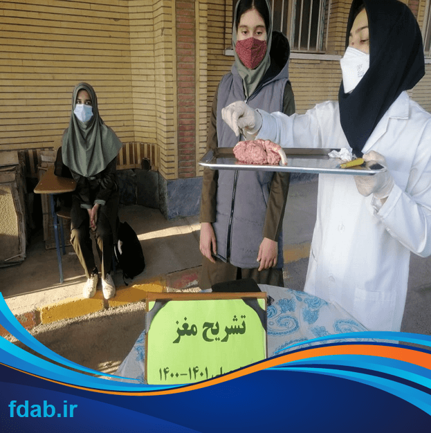 تشریح مغز